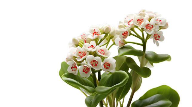 illustration of Medicinal Kalanchoe, Isolated on transparent PNG background, Generative ai