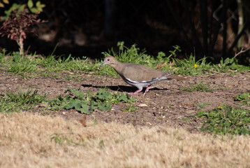 Mourning doves feeding on the ground in central Texas