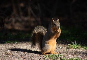 Small fox squirrel sitting up and eating nuts in bright sunshine