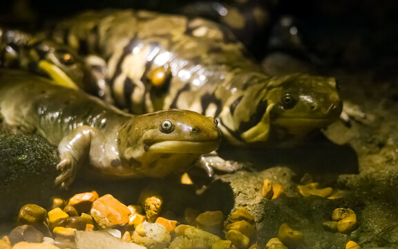 Eastern Hellbender salamander at a zoo in Tennessee.