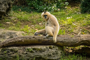 White-Cheeked Gibbons as zoo animals at a zoo in Tennessee.