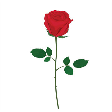Single partially opened red rose flat vector isolated on white background. Hand drawn illustration