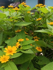 yellow flowers of green grass