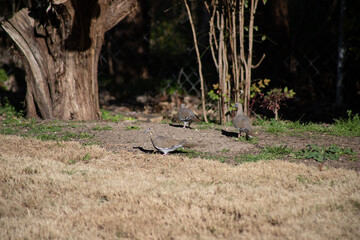 Mourning doves feeding on the ground in central Texas