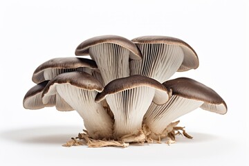 Portobello mushroom, vegetable , white background.