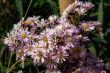 Blooming violet wild flowers
