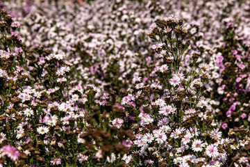 Obraz premium Blooming violet wild flowers