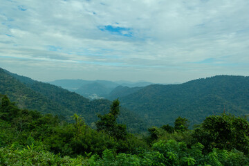 Forest. Green mountain forest landscape