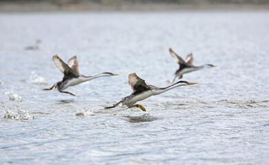 Western Grebes
