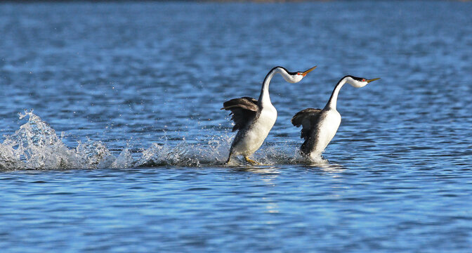 Western Grebes Dancing in the lake