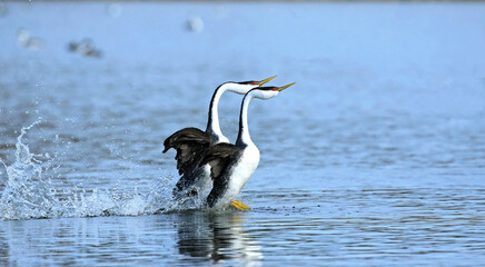 Western Grebes Dancing in the lake