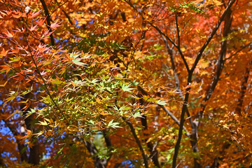 きらめく紅葉の葉
