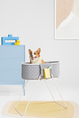 Woman is giving a bath to corgi dog, indoor environment