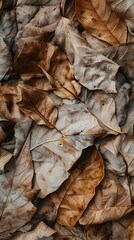 Fototapeta na wymiar Close-up Look at Dried Leaves Texture Background