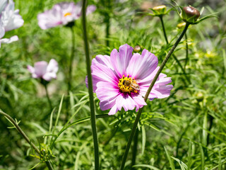 Spring single daisy flower and bee