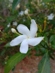 white flower