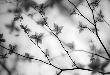 透過光が美しい葉の白黒写真