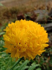 yellow flower in the morning