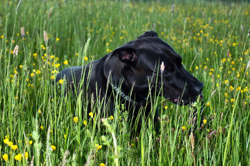 Black labrador retriever lying in grass chewing on a stick on a spring evening near Potzbach, Germany.