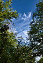 White wispy clouds in a blue sky through green tree leaves on a spring evening near Potzbach, Germany.