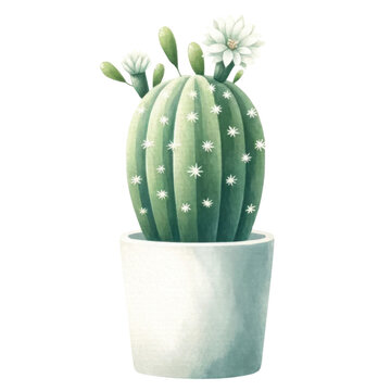 Potted Cactus Echinopsis Plant