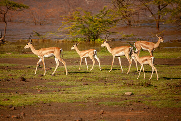A herd of antelopes are walking across a field