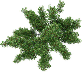 Naklejka premium High resolution Plant Top View with isolated background