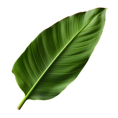 Fototapeta premium Fresh whole banana leaf isolated on white transparent background
