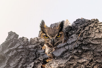 Great horned owl