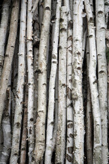 Fototapeta premium Closeup bundle of birch sticks in a column
