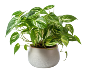 betel leaf isolated on transparent background