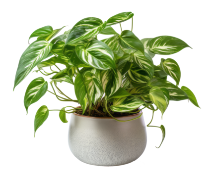 betel leaf isolated on transparent background