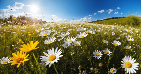 Meadow Magic Sun-Kissed Daisies Adorn the Landscape in Summer Splendor