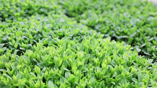 Rows of menta seedling. Lots of mint bushes in plastic pots. Spring work in garden. Gardening concept. Close up