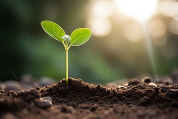 Showing financial developments and business growth with a growing tree on a coin. Planting seedling growing step in garden with sunshine. Concept of business growth, profit, Growth Financial  - obrazy, fototapety, plakaty