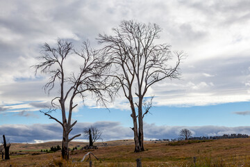 Decaying  Bare Tree Trunks, Tasmania, Australia