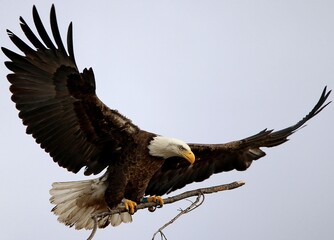 Bald Eagle Bringing Stick for Nest 