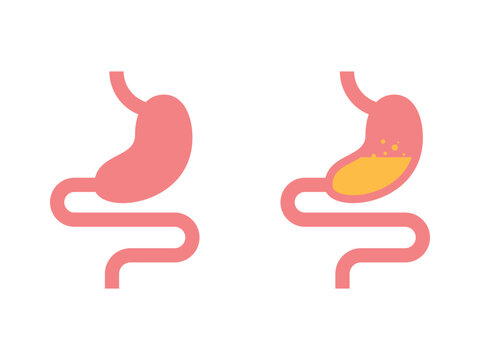Stomach. Human internal organs. Gastrointestinal tract. guts
