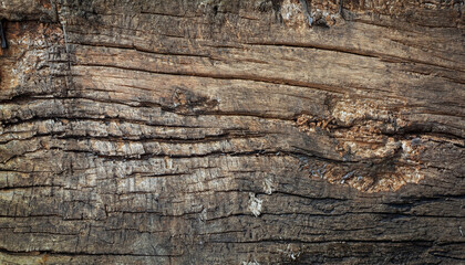 old wood timber natural background, beautiful dark texture of tree