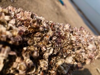 The texture of sea coral attached to bamboo sticks on the beach sand background
