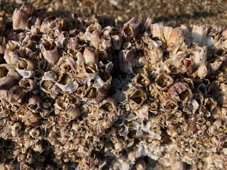 The texture of sea coral attached to bamboo sticks on the beach sand background