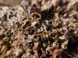 The texture of sea coral attached to bamboo sticks on the beach sand background