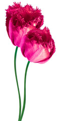 Pink  tulip flower on  isolated background with clipping path. Vertical flowers. Close-up. For design. Transparent background. Nature.