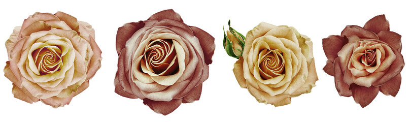 Vintage turquoise  roses flowers   on white isolated background with clipping path. Closeup..Transparent background.   Nature.
