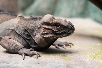 Obraz premium animal, lizard with blur background