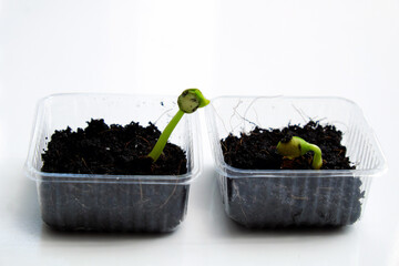 Reuse waste to make plastic pot for sow seeds