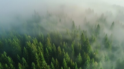 Aerial view of foggy coniferous forest in the mountains.