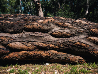 tree trunk in the forest