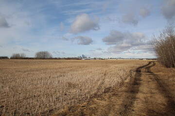 wheat field and blue sky with clouds, Pylypow Wetlands, Edmonton, Alberta