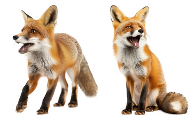 Fototapeta premium Playful Red Fox